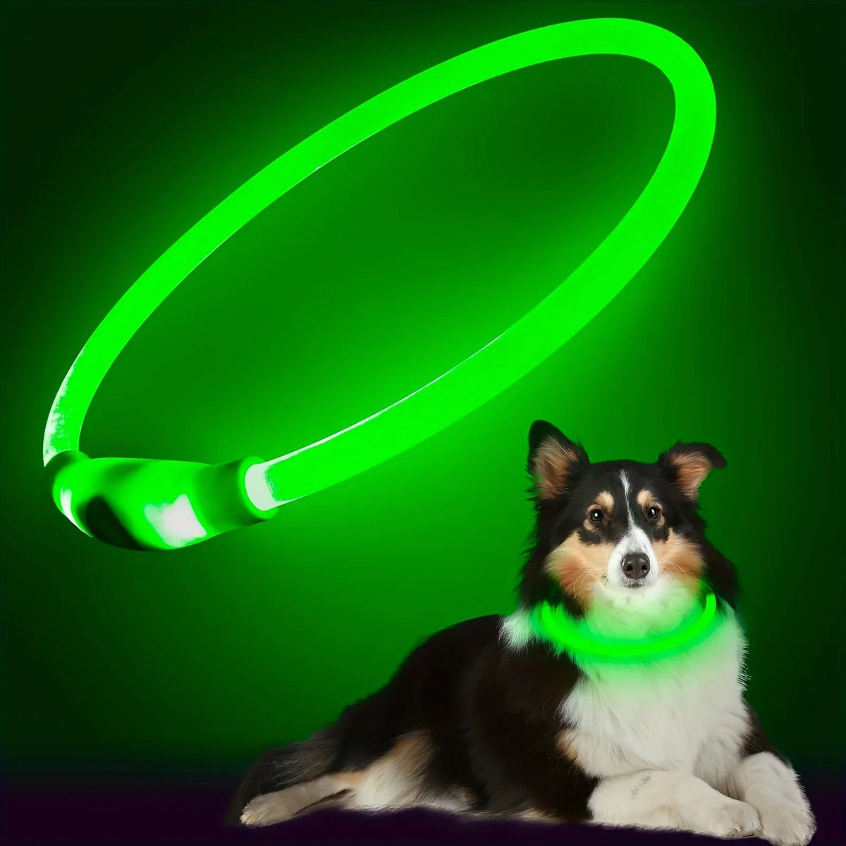 LED Light-Up Dog Collar